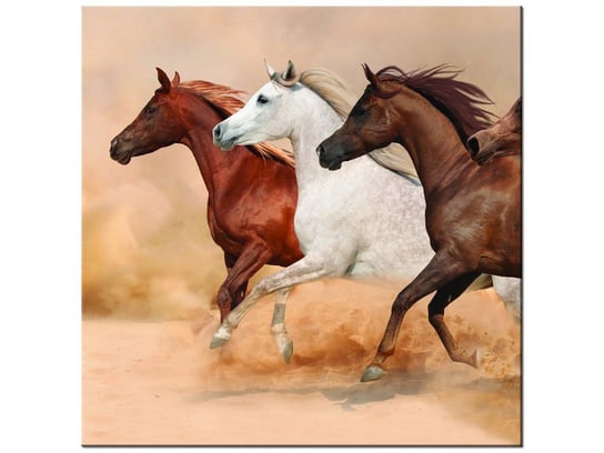 Obraz, Konie w galopie, 30x30 cm Oobrazy