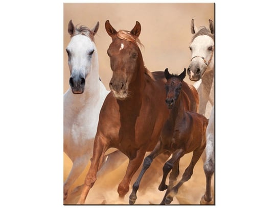 Obraz Konie w galopie, 30x40 cm Oobrazy