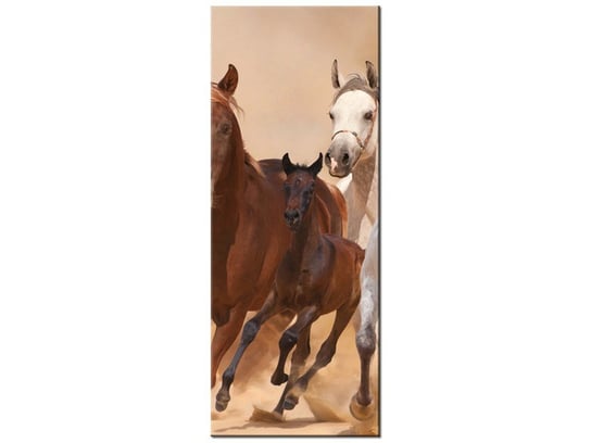 Obraz Konie w galopie, 40x100 cm Oobrazy