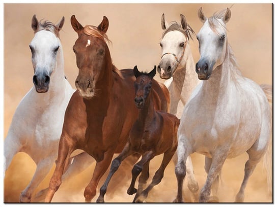 Obraz, Konie w galopie, 40x30 cm Oobrazy
