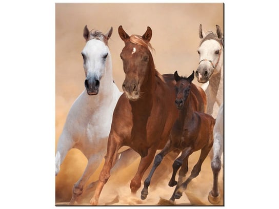 Obraz Konie w galopie, 50x60 cm Oobrazy