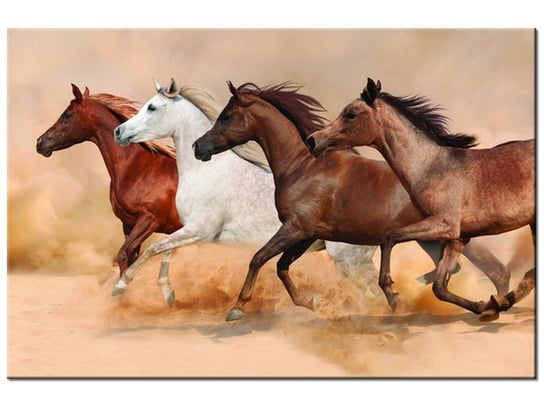 Obraz, Konie w galopie, 60x40 cm Oobrazy