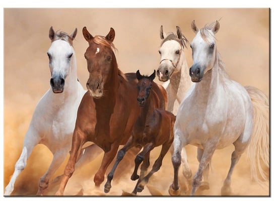 Obraz, Konie w galopie, 70x50 cm Oobrazy