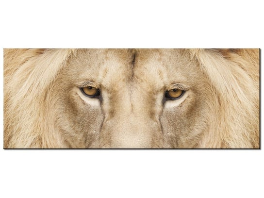 Obraz Król zwierząt, 100x40 cm Oobrazy