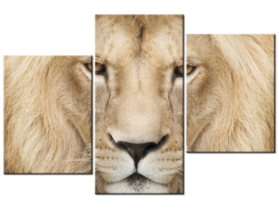Obraz Król zwierząt, 3 elementy, 90x60 cm Oobrazy