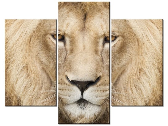 Obraz, Król zwierząt, 3 elementy, 90x70 cm Oobrazy