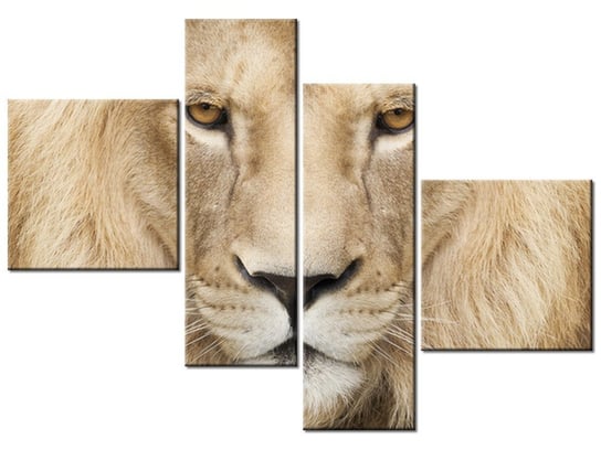 Obraz, Król zwierząt, 4 elementy, 100x70 cm Oobrazy