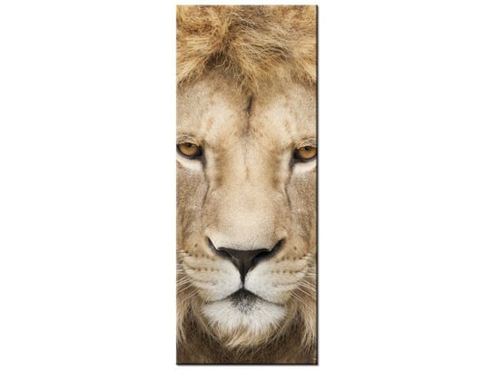 Obraz, Król zwierząt, 40x100 cm Oobrazy
