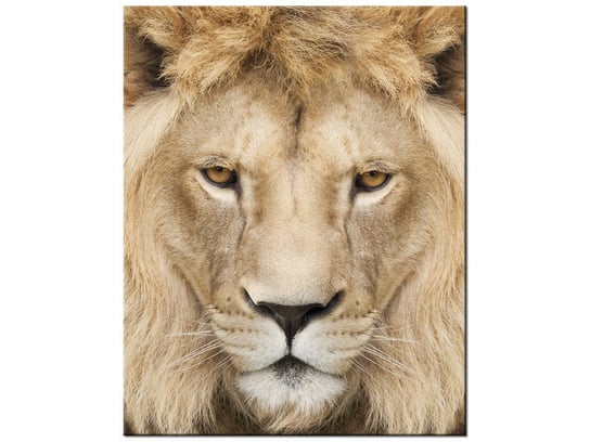 Obraz Król zwierząt, 40x50 cm Oobrazy