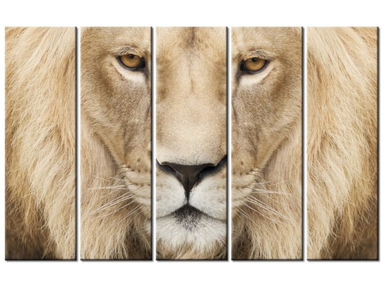 Obraz Król zwierząt, 5 elementów, 100x63 cm Oobrazy
