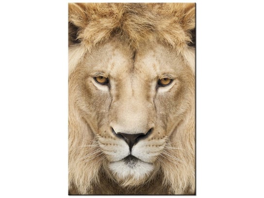 Obraz Król zwierząt, 60x90 cm Oobrazy