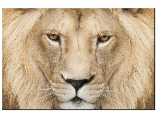 Obraz, Król zwierząt, 90x60 cm Oobrazy