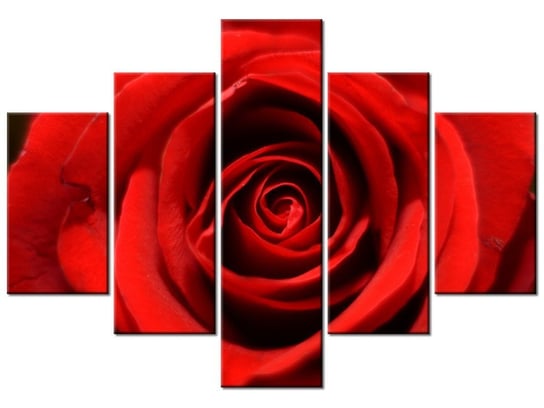 Obraz, Kwiat czerwonej róży, 5 elementów, 100x70 cm Oobrazy