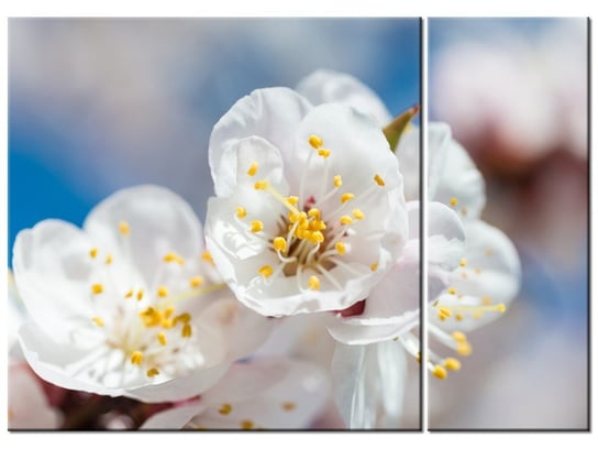 Obraz Kwiat jabłoni, 2 elementy, 70x50 cm Oobrazy