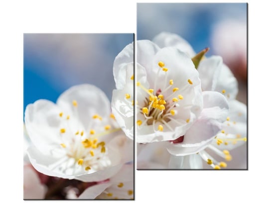 Obraz Kwiat jabłoni, 2 elementy, 80x70 cm Oobrazy