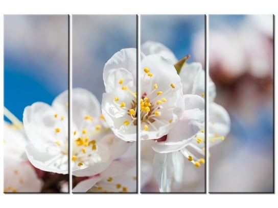 Obraz Kwiat jabłoni, 4 elementy, 120x80 cm Oobrazy