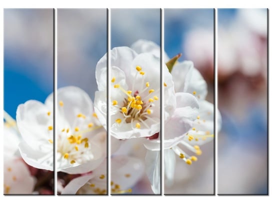 Obraz Kwiat jabłoni, 5 elementów, 225x160 cm Oobrazy