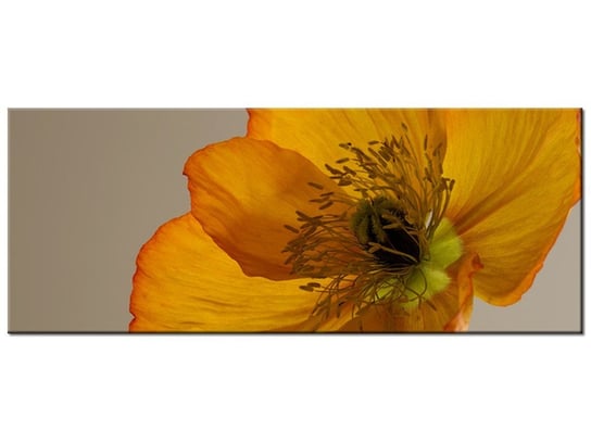 Obraz, Kwiat maku - Gemma Stiles, 100x40 cm Oobrazy