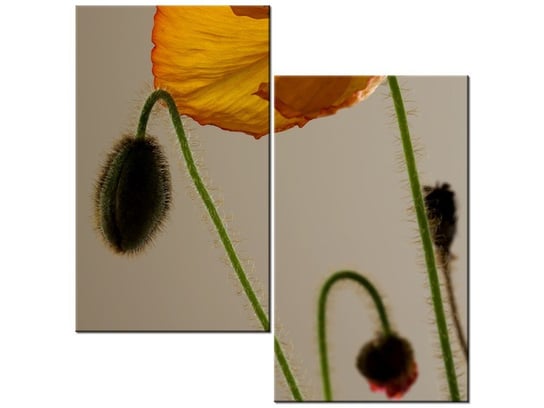 Obraz Kwiat maku - Gemma Stiles, 2 elementy, 60x60 cm Oobrazy