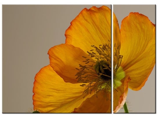 Obraz Kwiat maku - Gemma Stiles, 2 elementy, 70x50 cm Oobrazy