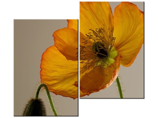 Obraz Kwiat maku - Gemma Stiles, 2 elementy, 80x70 cm Oobrazy