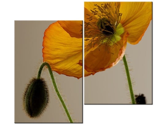 Obraz Kwiat maku - Gemma Stiles, 2 elementy, 80x70 cm Oobrazy