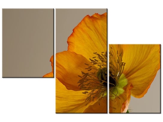 Obraz Kwiat maku - Gemma Stiles, 3 elementy, 90x60 cm Oobrazy