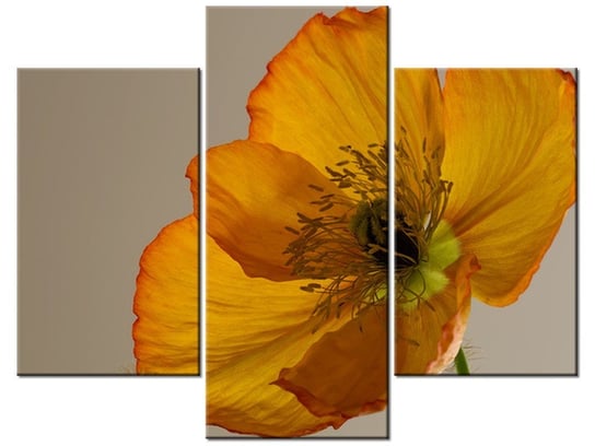 Obraz, Kwiat maku - Gemma Stiles, 3 elementy, 90x70 cm Oobrazy