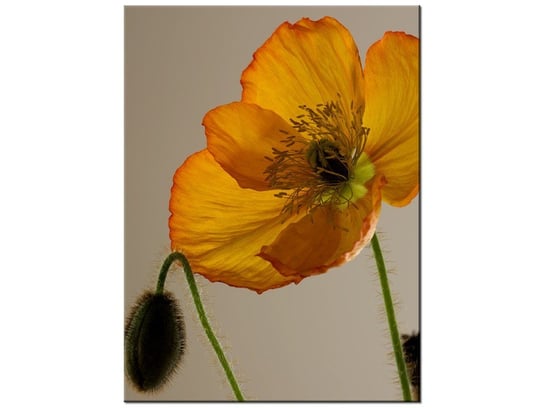 Obraz Kwiat maku-Gemma Stiles, 30x40 cm Oobrazy