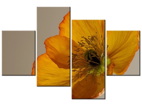 Obraz Kwiat maku - Gemma Stiles, 4 elementy, 120x80 cm Oobrazy