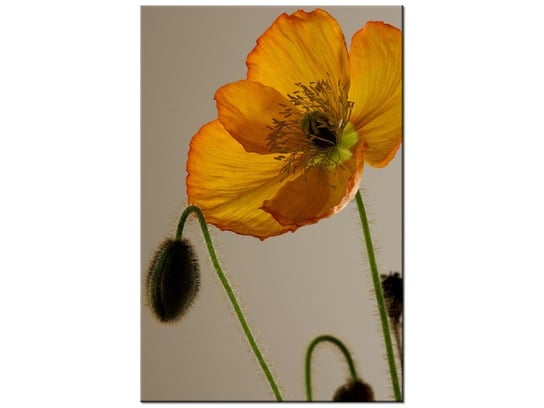 Obraz Kwiat maku-Gemma Stiles, 40x60 cm Oobrazy