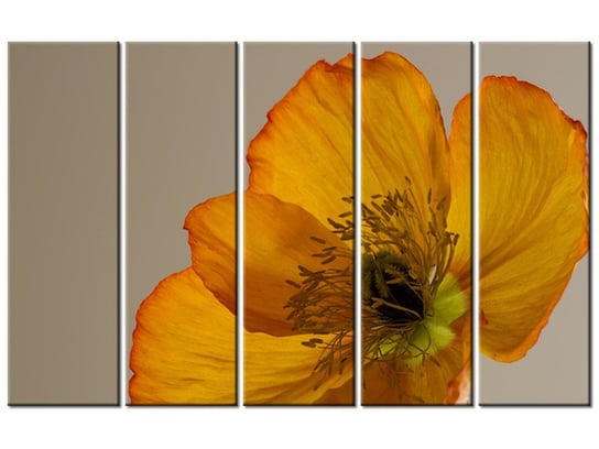 Obraz Kwiat maku-Gemma Stiles, 5 elementów, 100x63 cm Oobrazy