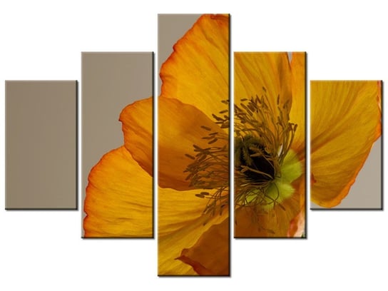 Obraz Kwiat maku-Gemma Stiles, 5 elementów, 100x70 cm Oobrazy