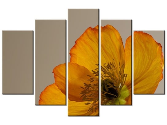 Obraz Kwiat maku-Gemma Stiles, 5 elementów, 150x100 cm Oobrazy