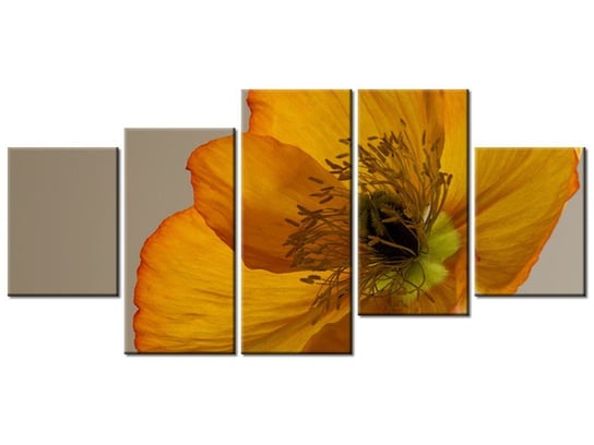 Obraz Kwiat maku-Gemma Stiles, 5 elementów, 150x70 cm Oobrazy