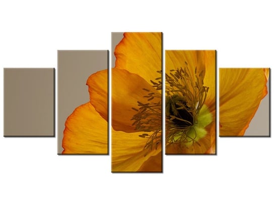 Obraz Kwiat maku-Gemma Stiles, 5 elementów, 150x80 cm Oobrazy