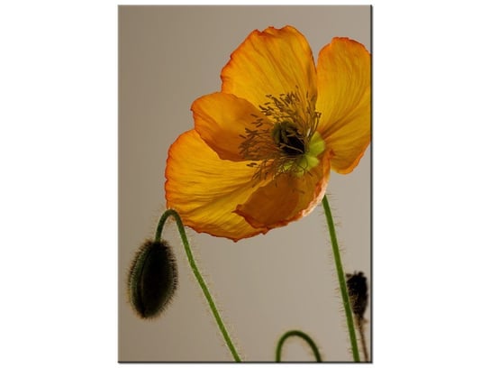 Obraz Kwiat maku-Gemma Stiles, 50x70 cm Oobrazy