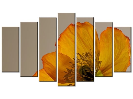 Obraz Kwiat maku - Gemma Stiles, 7 elementów, 140x80 cm Oobrazy