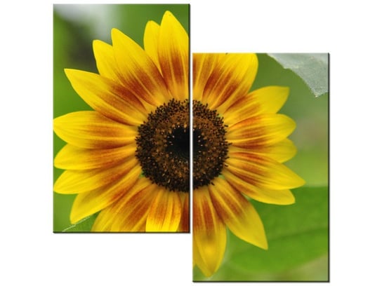 Obraz Kwiat słonecznika - Samenstelling, 2 elementy, 60x60 cm Oobrazy