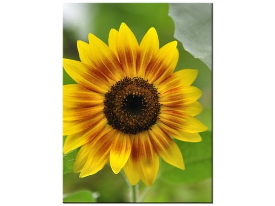 Obraz Kwiat słonecznika-Samenstelling, 30x40 cm Oobrazy