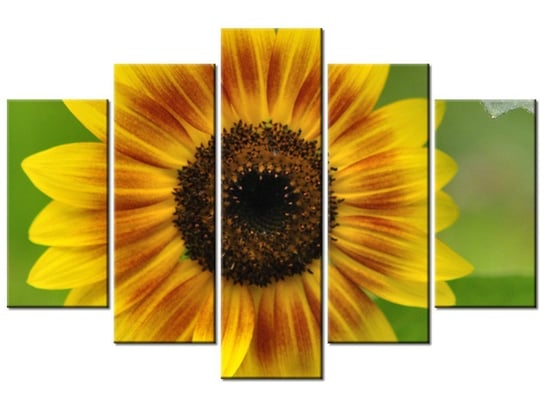 Obraz Kwiat słonecznika-Samenstelling, 5 elementów, 150x100 cm Oobrazy