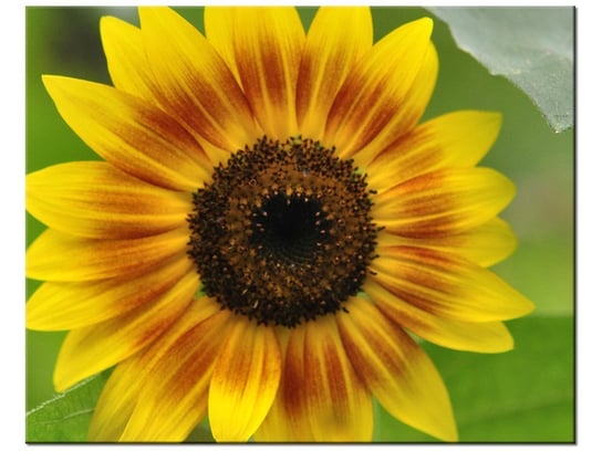 Obraz, Kwiat słonecznika - Samenstelling, 50x40 cm Oobrazy