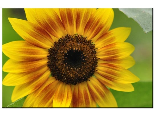 Obraz Kwiat słonecznika-Samenstelling, 60x40 cm Oobrazy