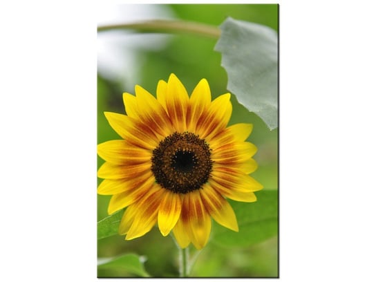 Obraz Kwiat słonecznika-Samenstelling, 60x90 cm Oobrazy