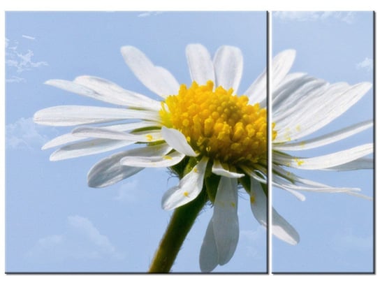 Obraz Kwiatek na tle nieba - Tschiae, 2 elementy, 70x50 cm Oobrazy