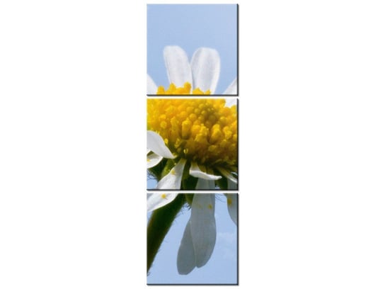 Obraz Kwiatek na tle nieba - Tschiae, 3 elementy, 30x90 cm Oobrazy