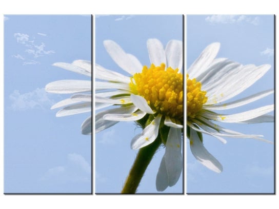 Obraz Kwiatek na tle nieba - Tschiae, 3 elementy, 90x60 cm Oobrazy