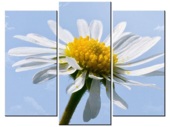 Obraz Kwiatek na tle nieba - Tschiae, 3 elementy, 90x70 cm Oobrazy