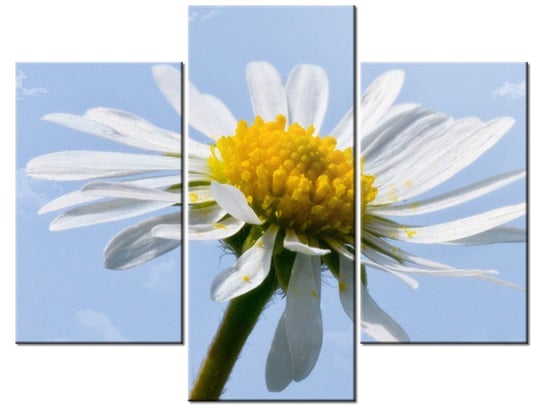 Obraz Kwiatek na tle nieba - Tschiae, 3 elementy, 90x70 cm Oobrazy
