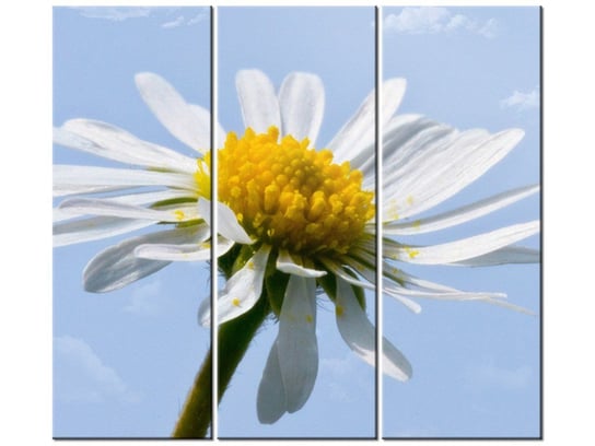 Obraz Kwiatek na tle nieba - Tschiae, 3 elementy, 90x80 cm Oobrazy